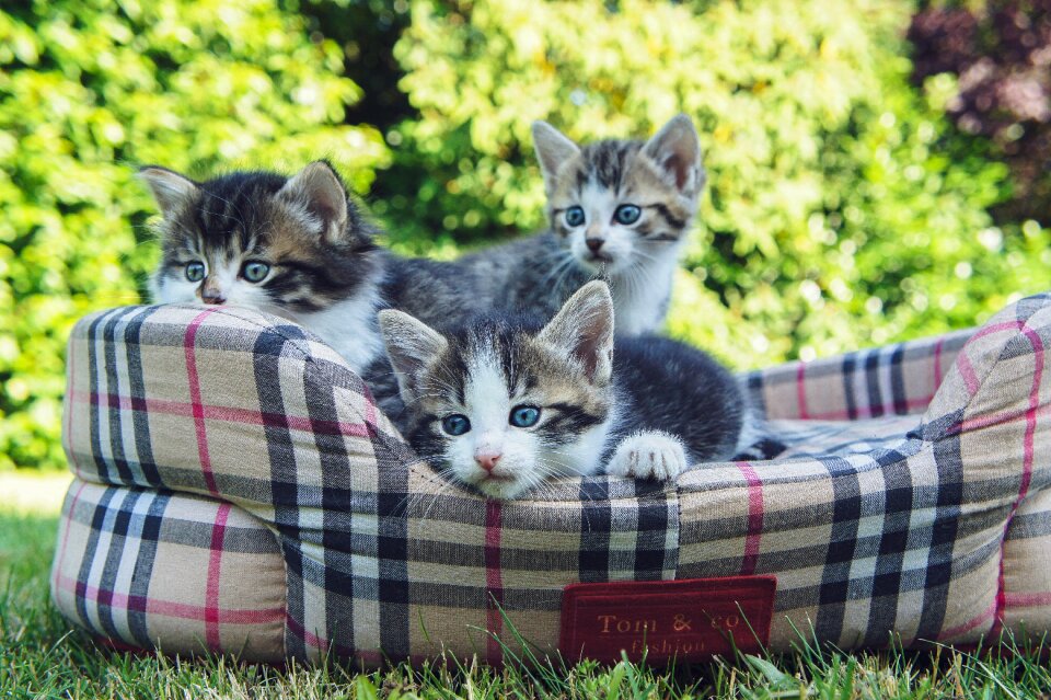 Pets garden grass