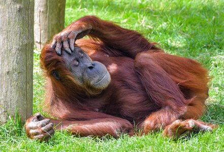 Rest sleep primate photo