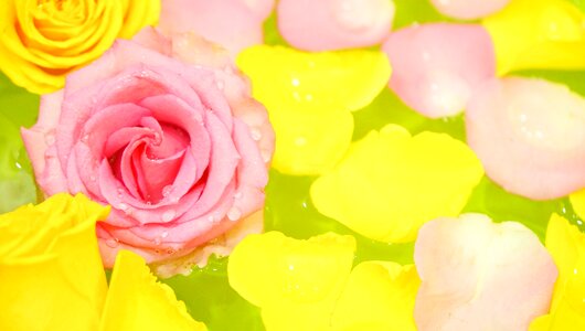 Petal rose romance