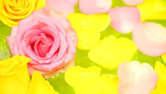 Petal rose romance photo