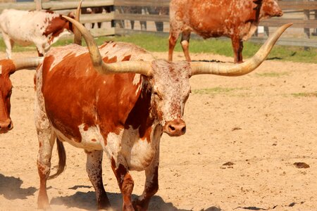 Texas agriculture bull photo