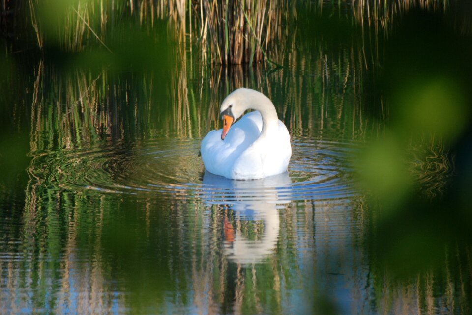 Swan eggs swan pair hatch