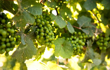 Ontario canada wine
