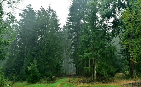 Landscape trees fog photo
