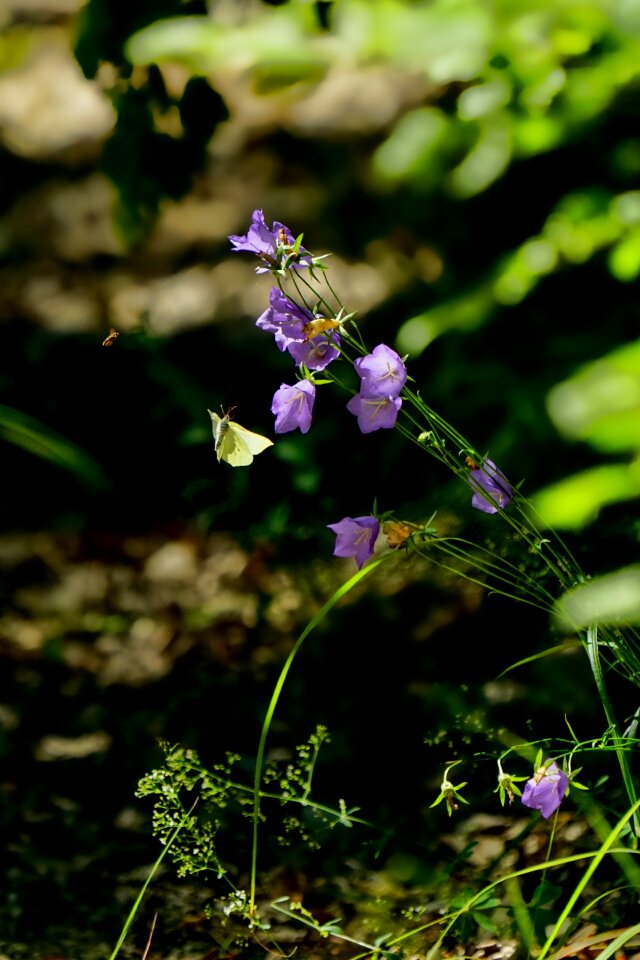 Blossom bloom purple