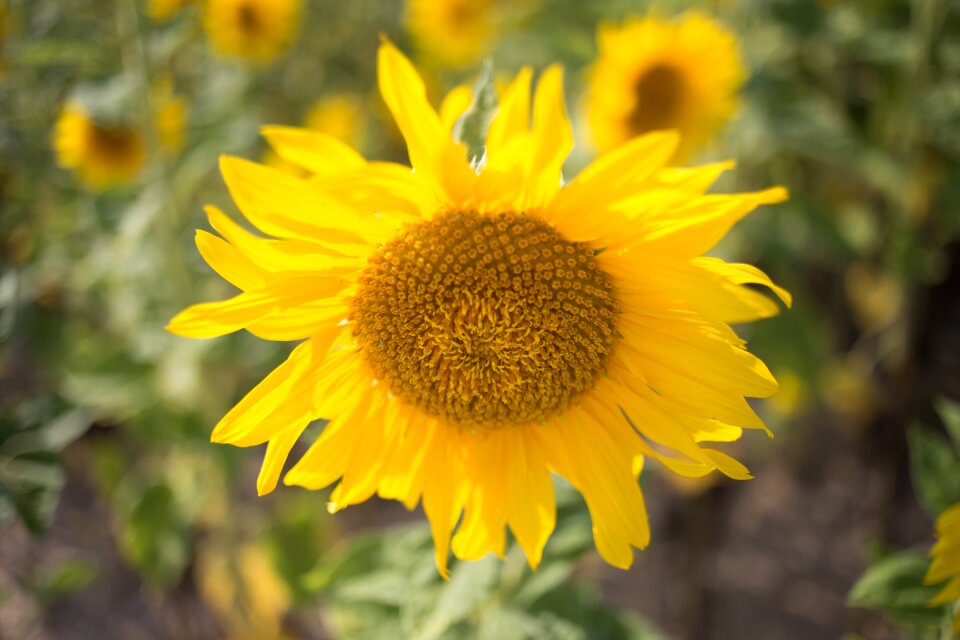 August september yellow flower