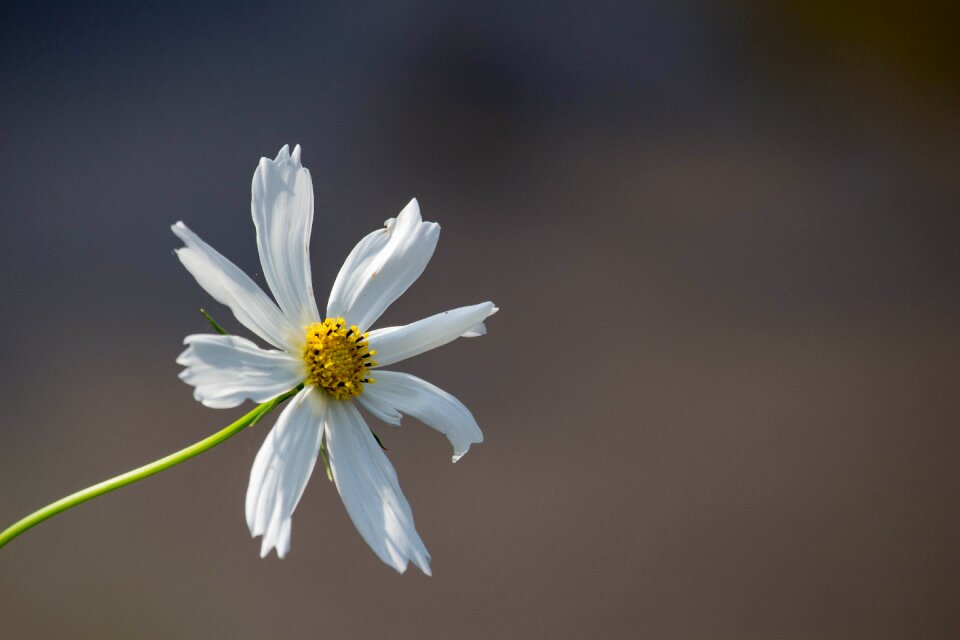 Plant flower summer