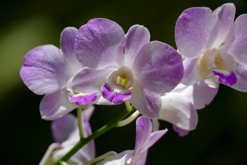 Orchids petal tropical photo