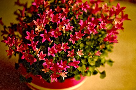 Red flowers plant flora photo