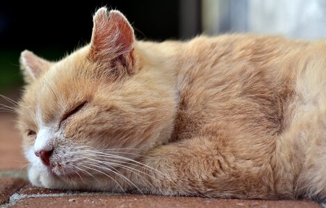 Tired break animal