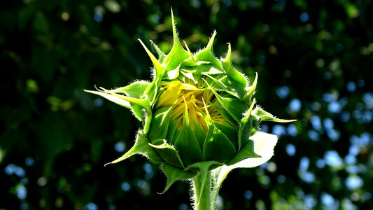 Summer bloom flower