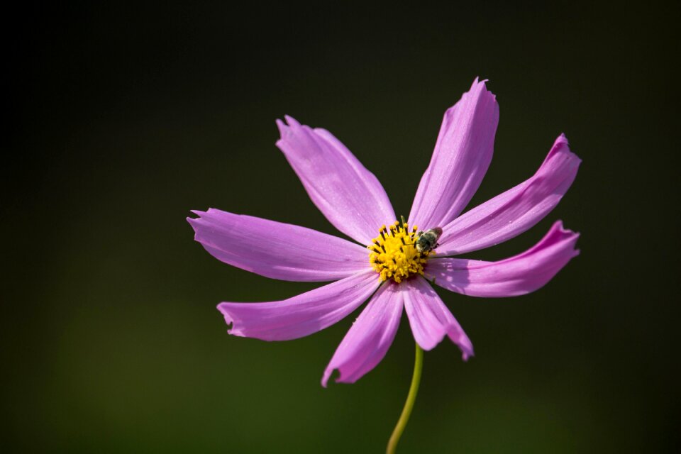 Plant flower summer