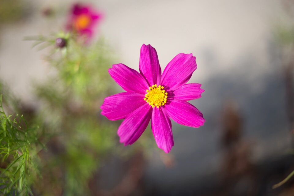 Autumn summer flowers
