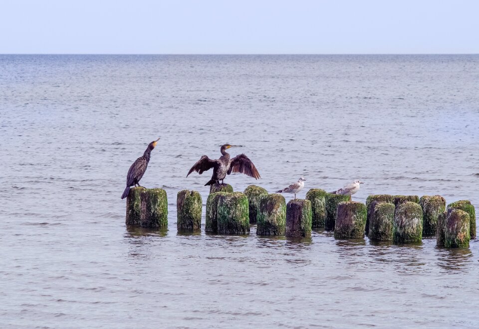 Sea the waves birds