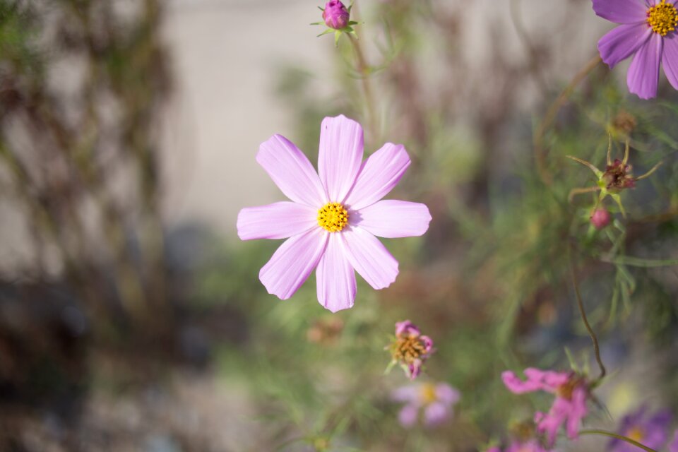 Summer autumn petal