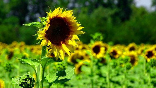 In the summer of yellow flowers