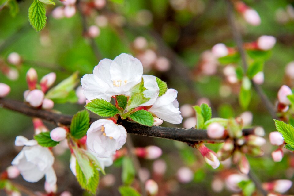 Petals cherry blossoms branch of cherry