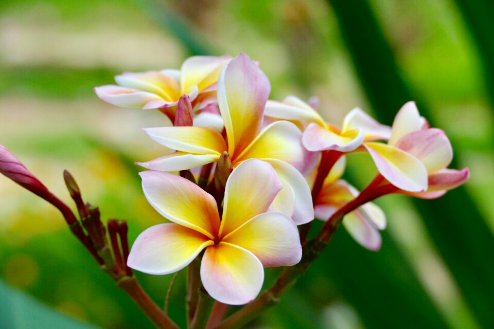 Tropical fagipani frangipani