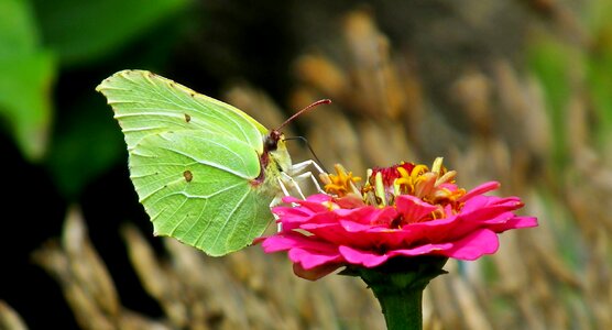 Zinnia nature macro photo