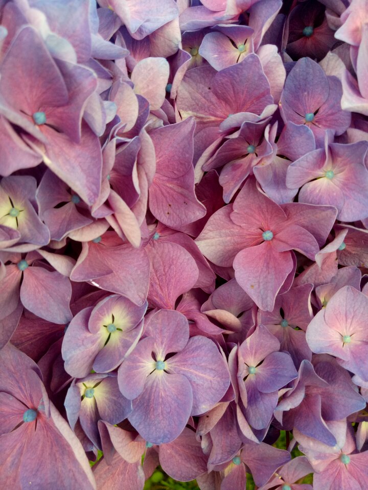 Violet petals garden plant