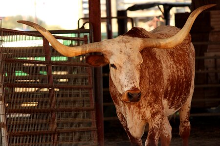 Bull ranch livestock photo