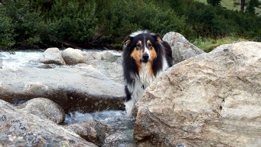 Dog water colli