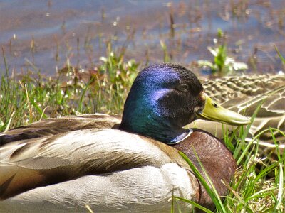 Brown tan wildlife