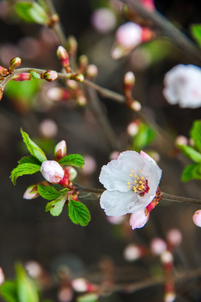 Petals cherry blossoms branch of cherry
