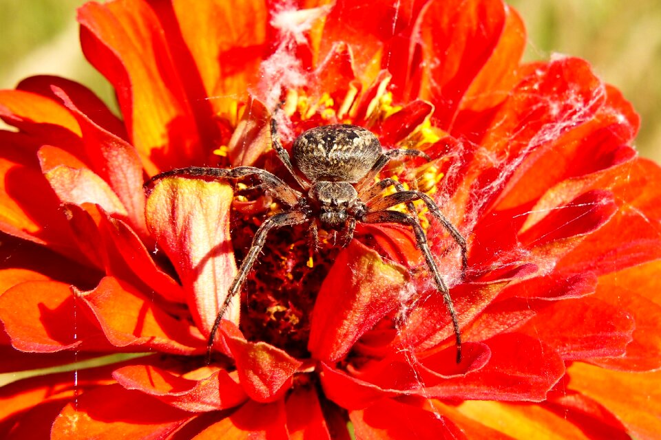 Flower animals nature