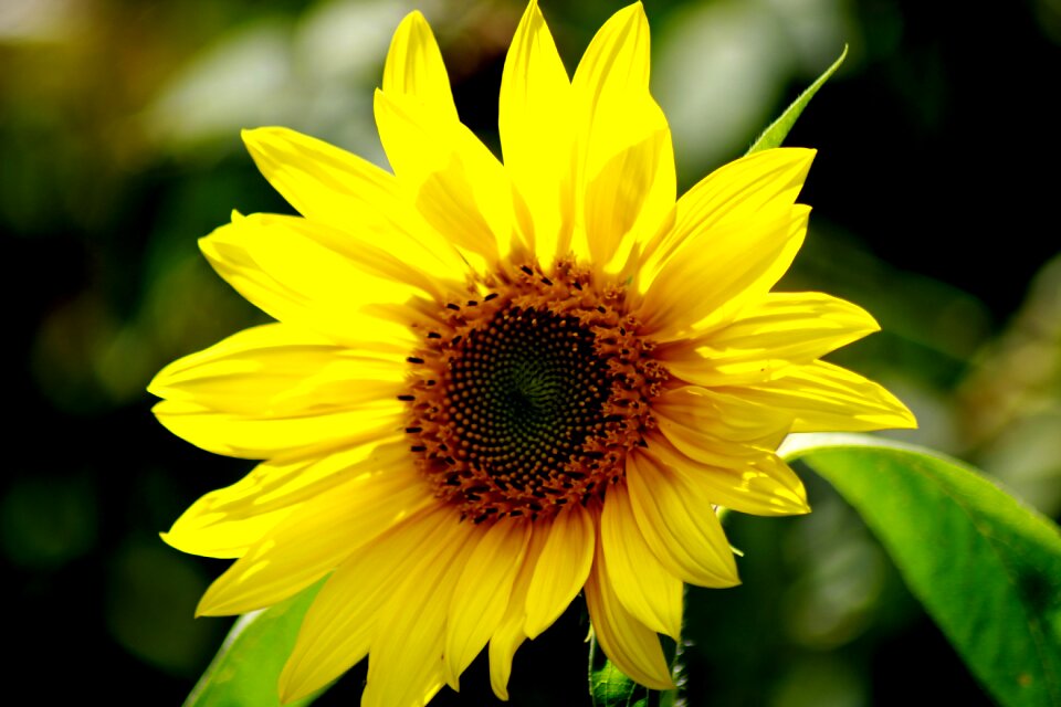 Summer flower nature