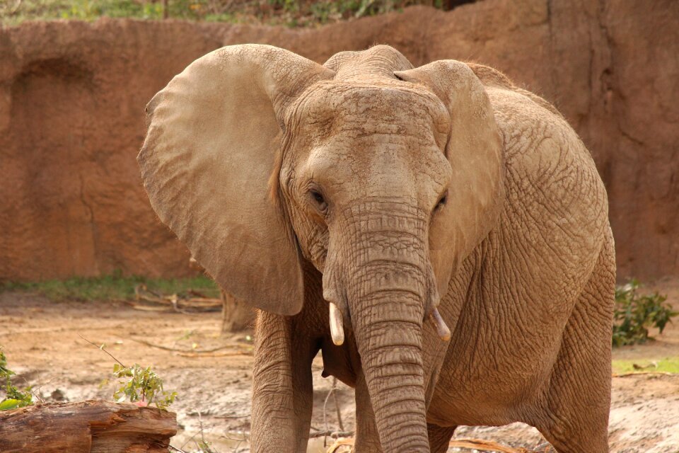 Wildlife safari africa