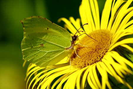 Yellow butterfly summer plant photo