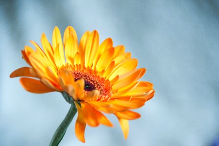 Closeup flowers macro photo