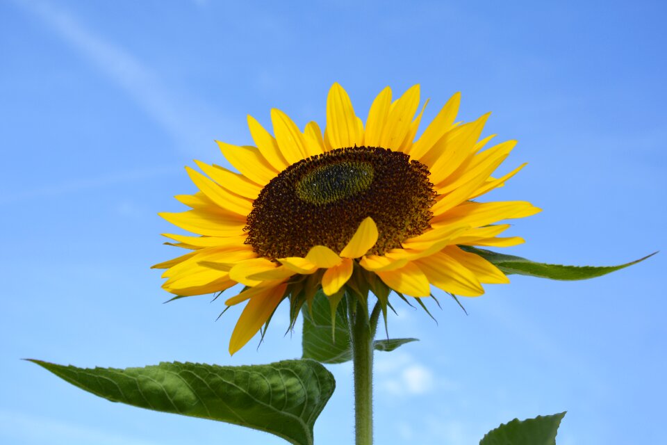 Bloom nature summer