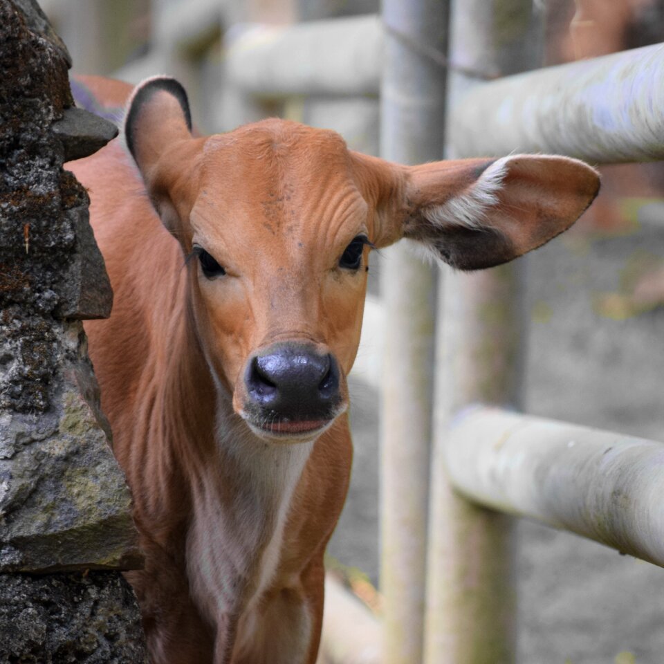 Cattle bovidae calf