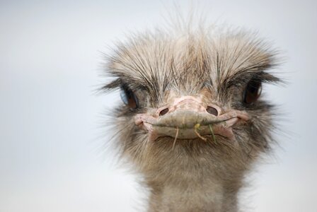 Flightless bird close up ostrich bird