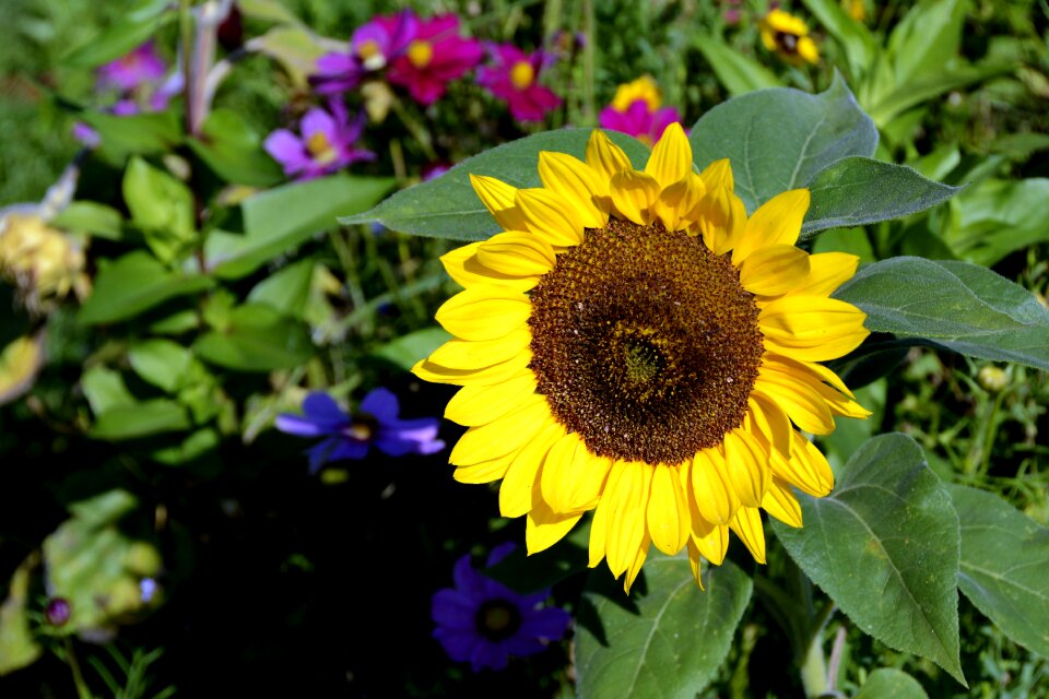 Bloom nature summer