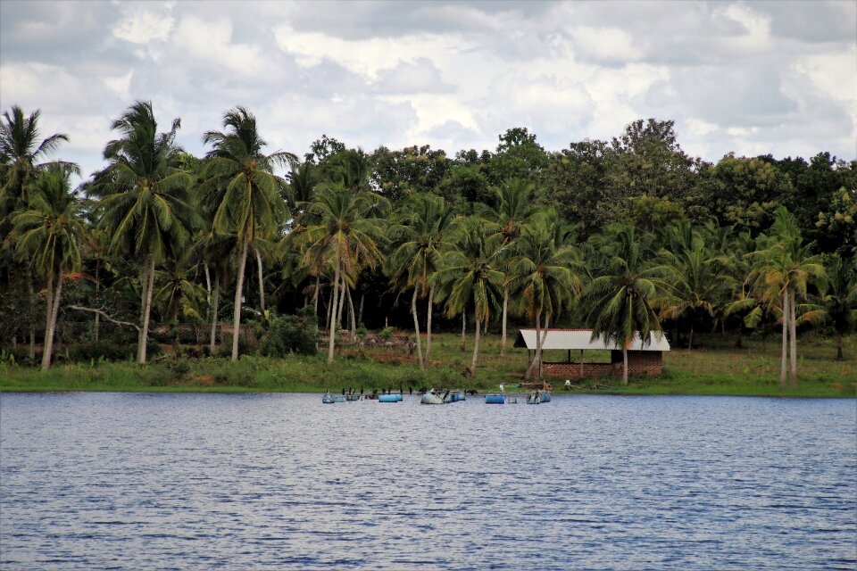 Nature palm trees water