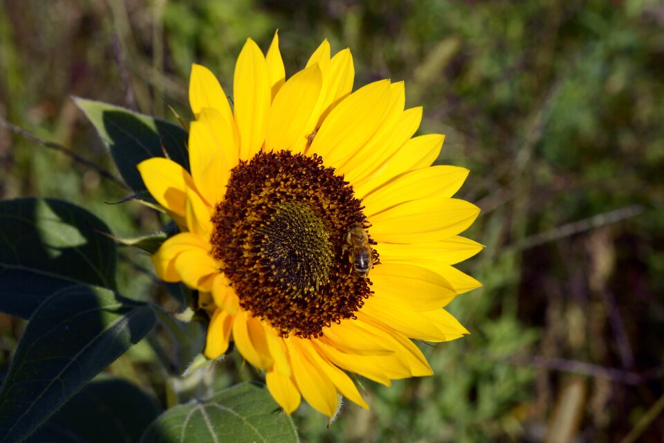 Bloom nature summer