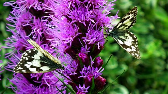 Latria kłosowa nature wings