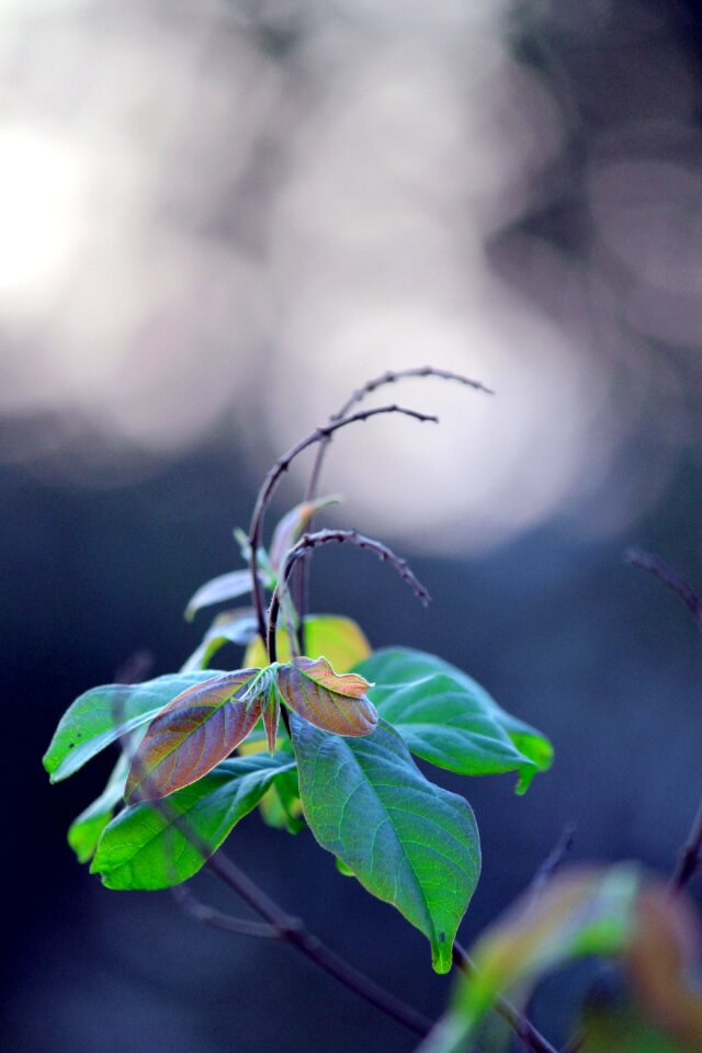 Beauty green pretty