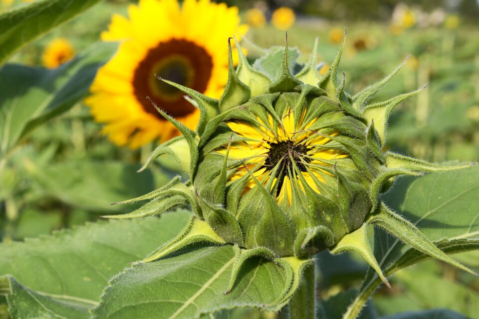 Nature summer yellow