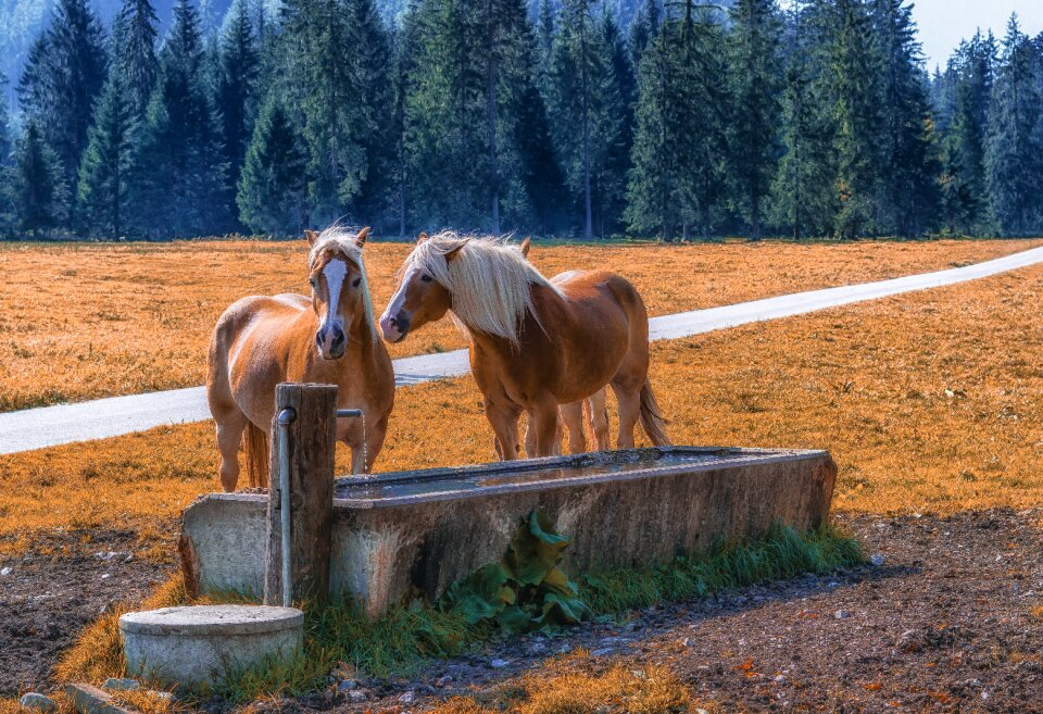 Horses meadow pasture