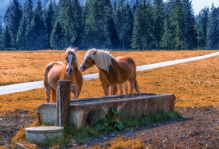 Horses meadow pasture