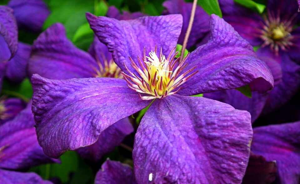 Violet creeper the petals