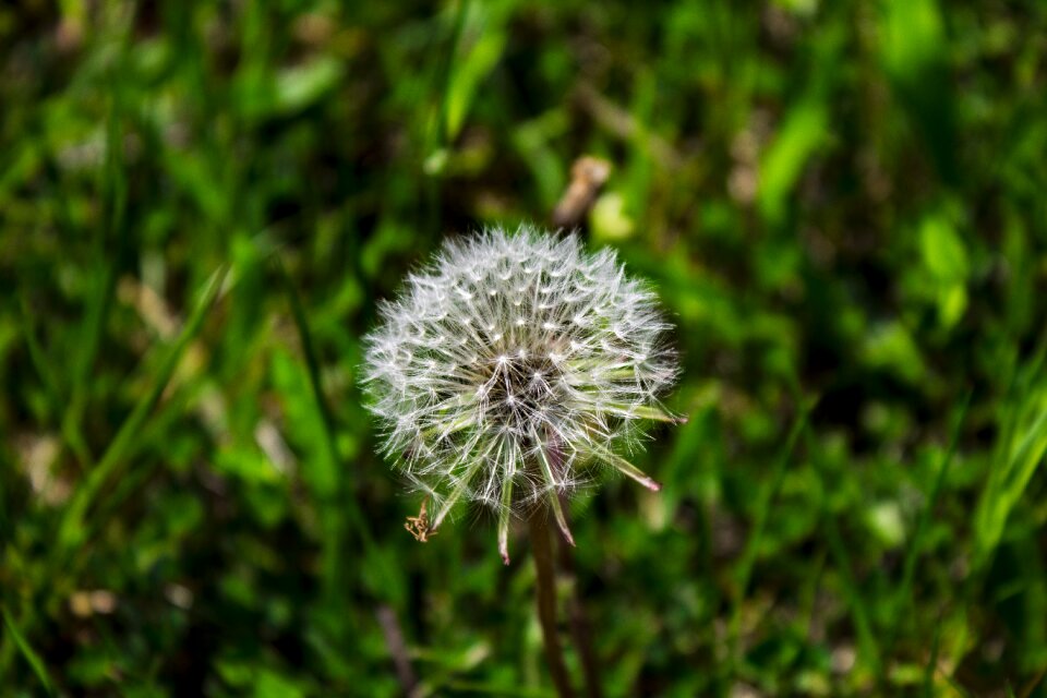 Summer flower wild flower