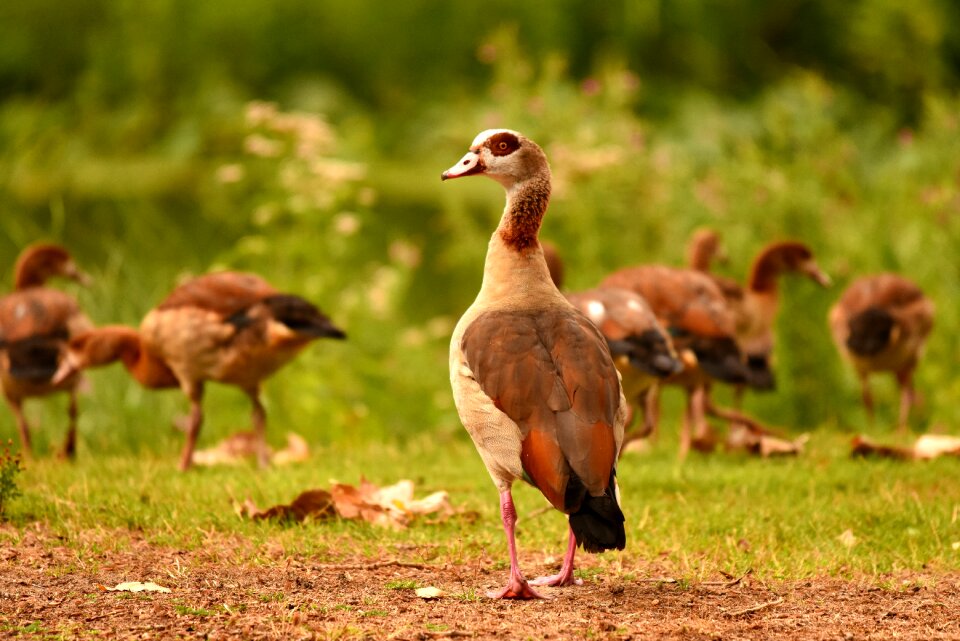 Bird animal juvenile