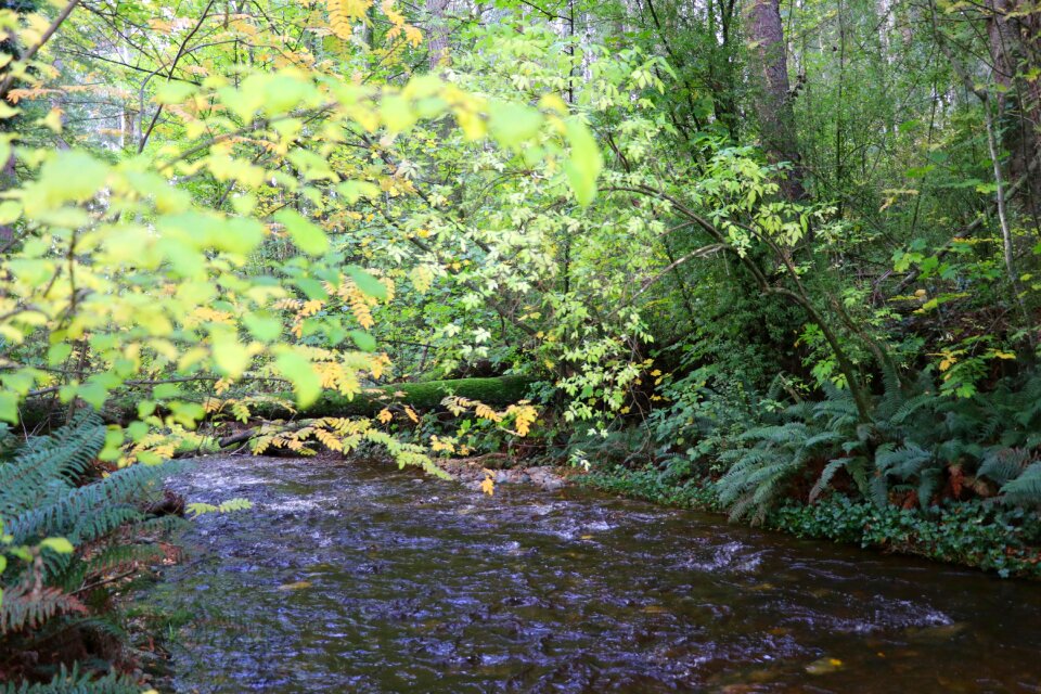 Leaf river wilderness