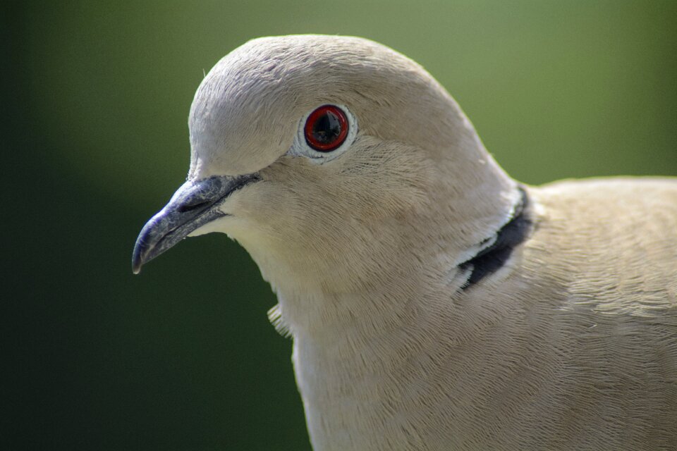 Portrait bird nature