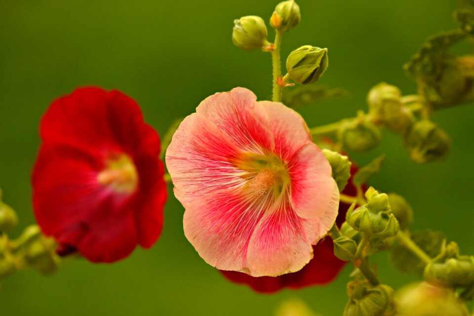 Malvaceae garden summer